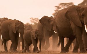 KENIA Y TANZANIA SABANAS 2026