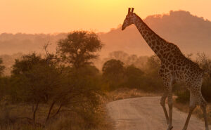 oitsa-sudafrica-maravillosa-cataratas-victoria-kruger
